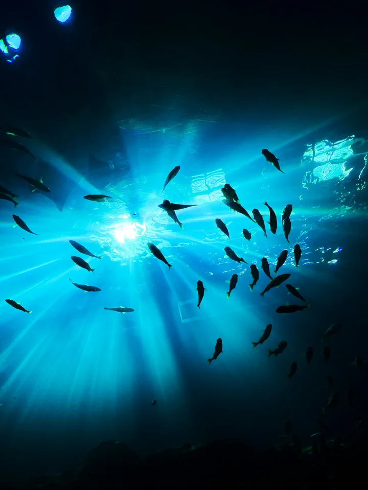 Peixes sob a luz