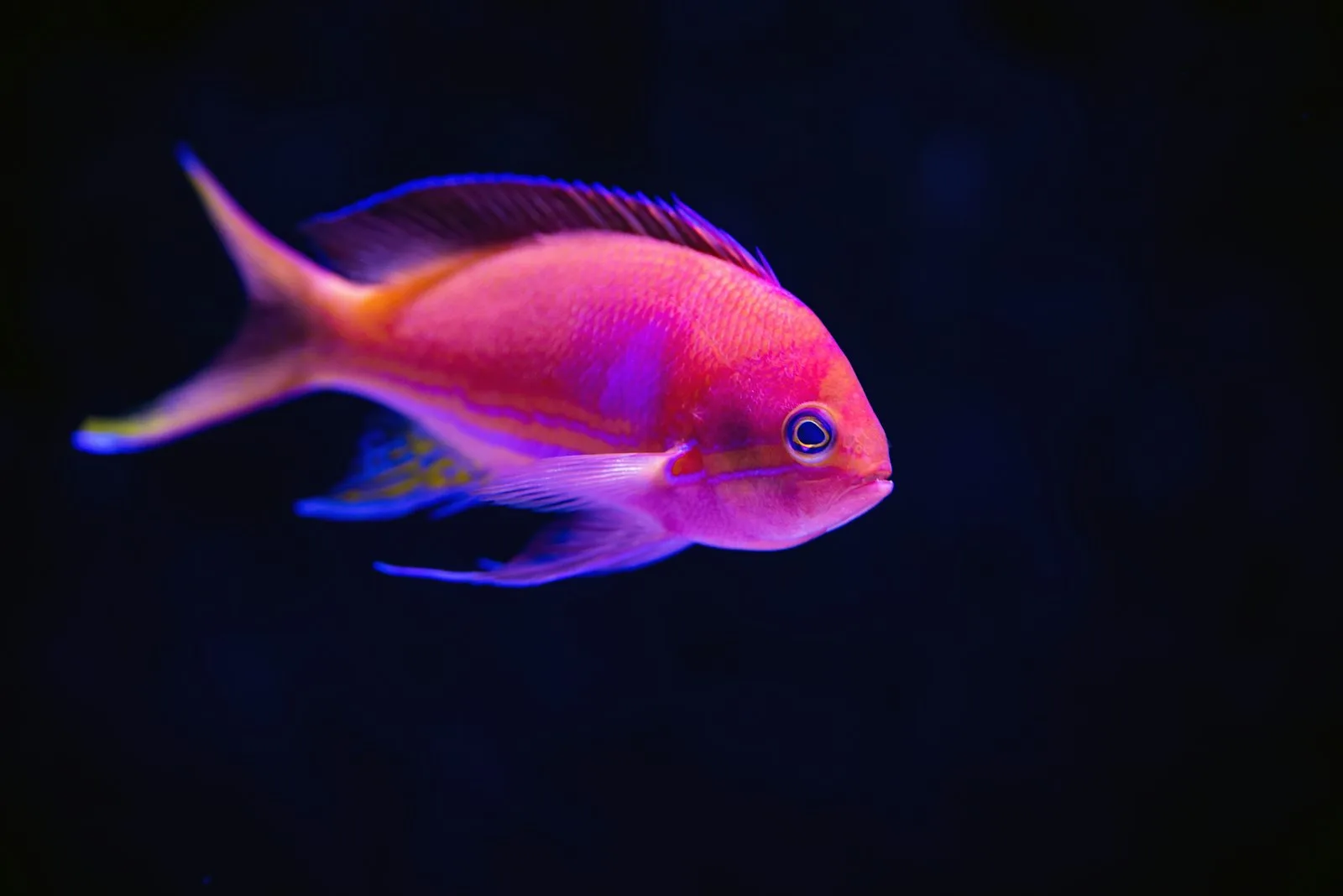 Anthias rosa recém-chegado