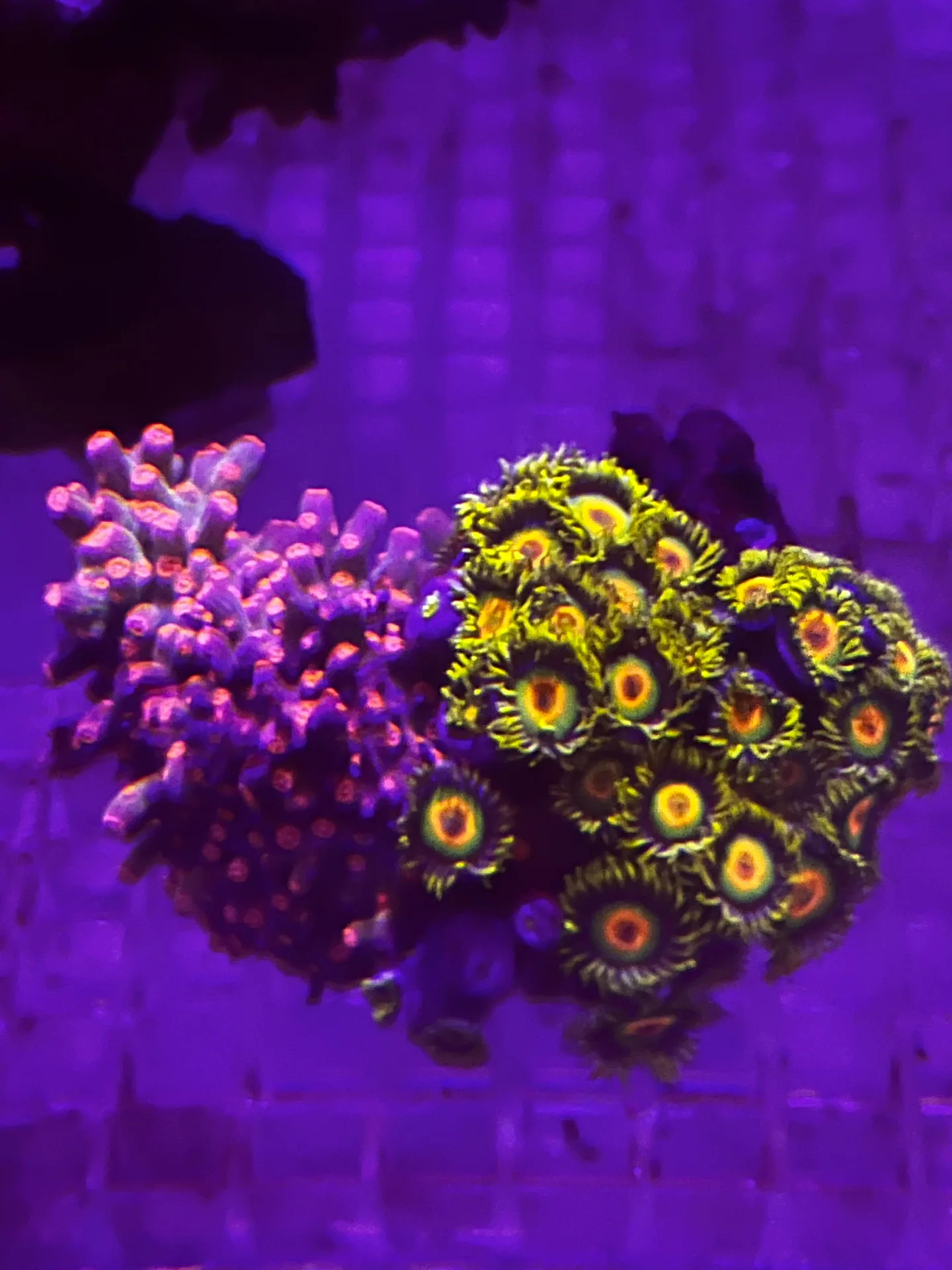 Cyphastrea Decadia + Zoanthus Rasta