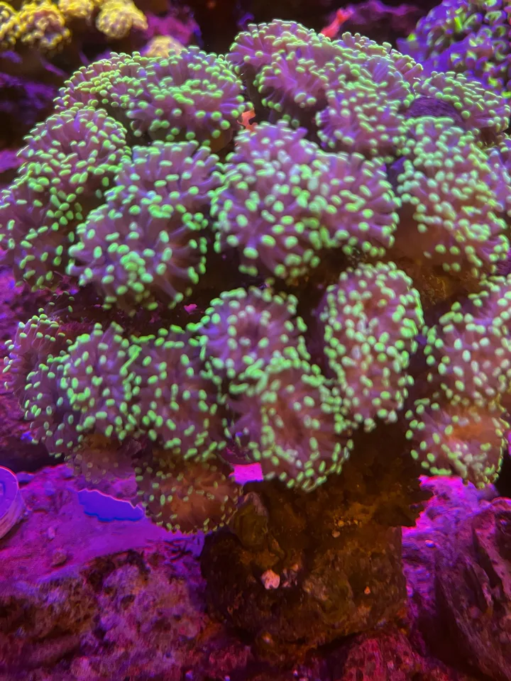 Boca de Hammer Electric Green