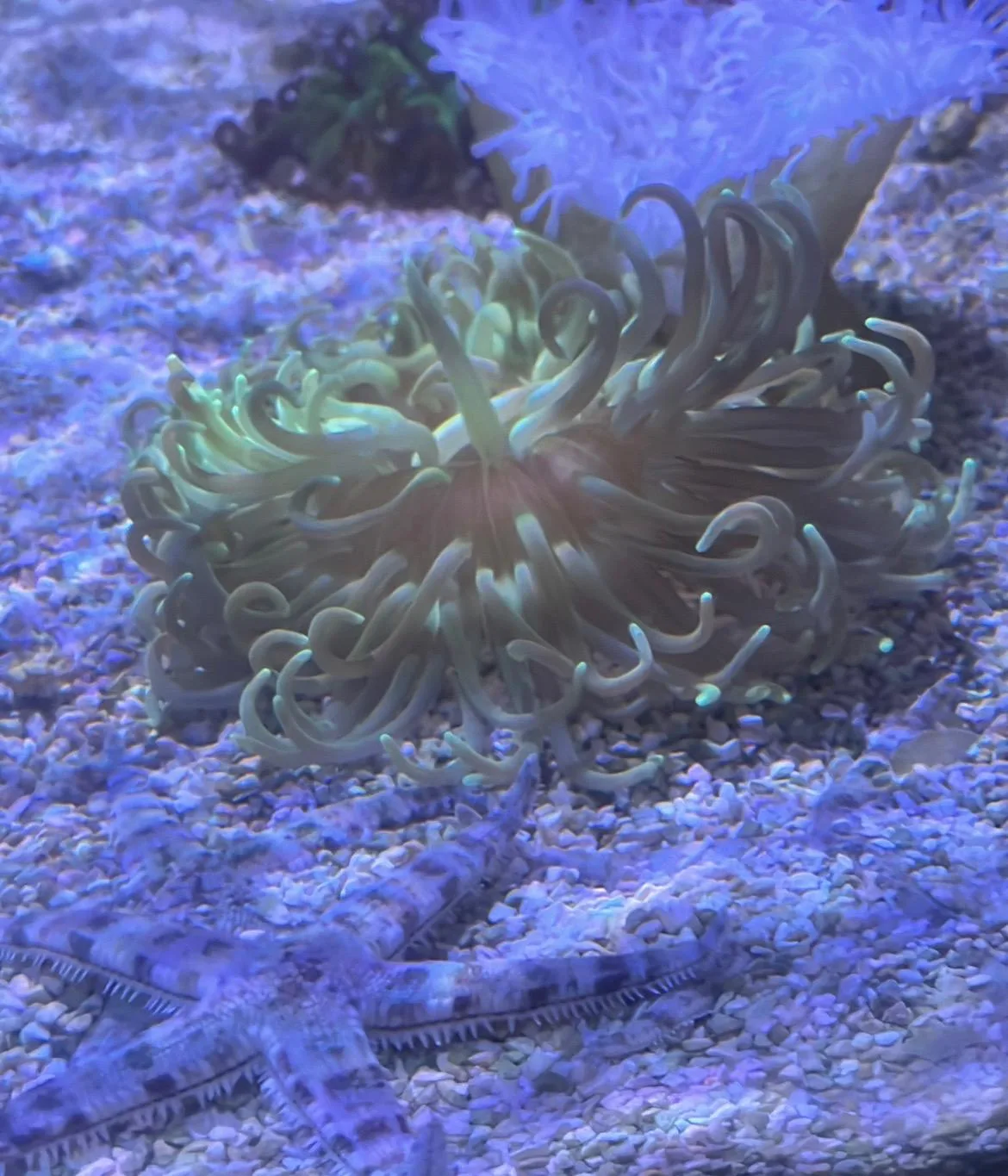 Anêmona Long Tentacle (grande)