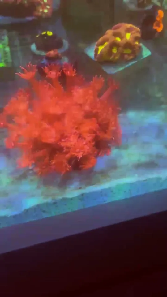 Goniopora Red