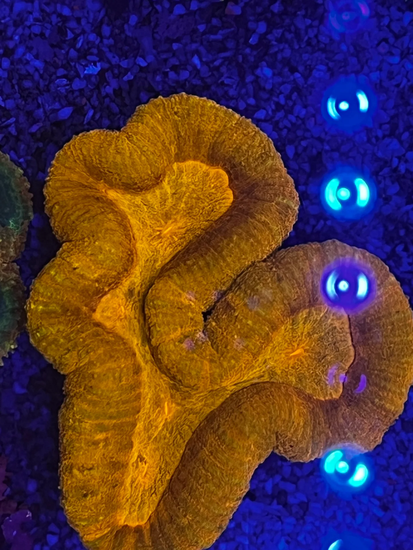 lobophilia sp.