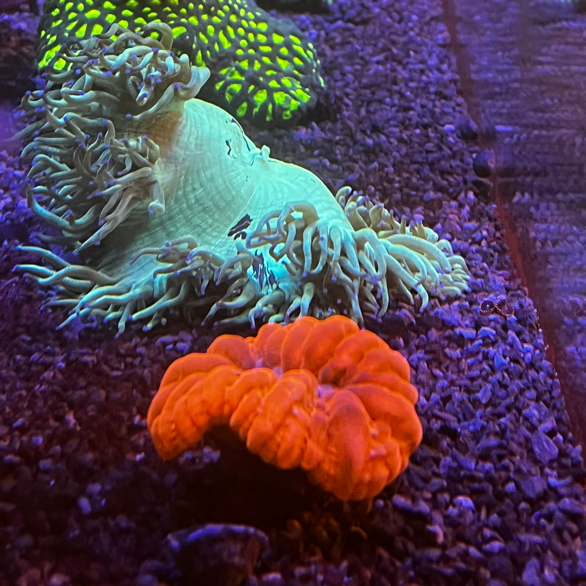 Rubby red cynarina