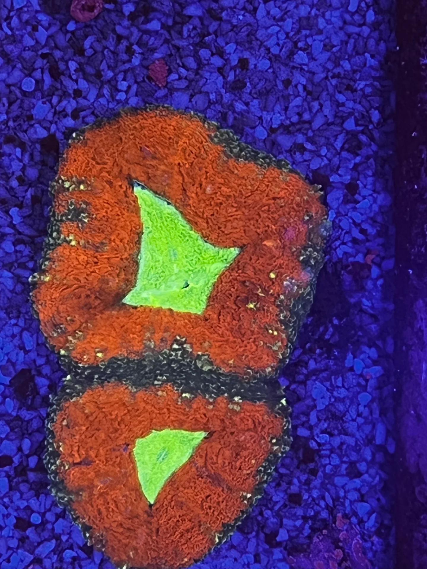 lobophilia sp.