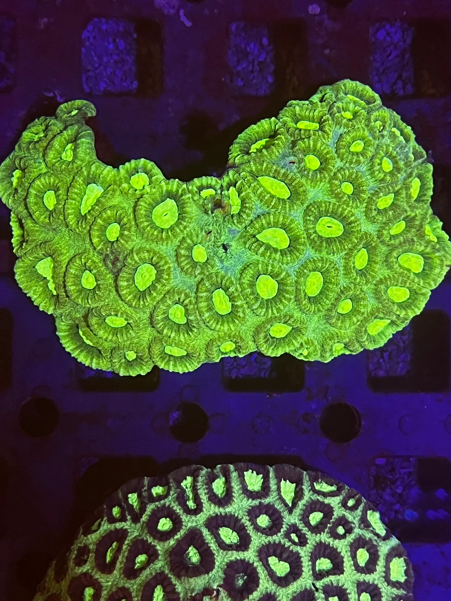 favia sp.