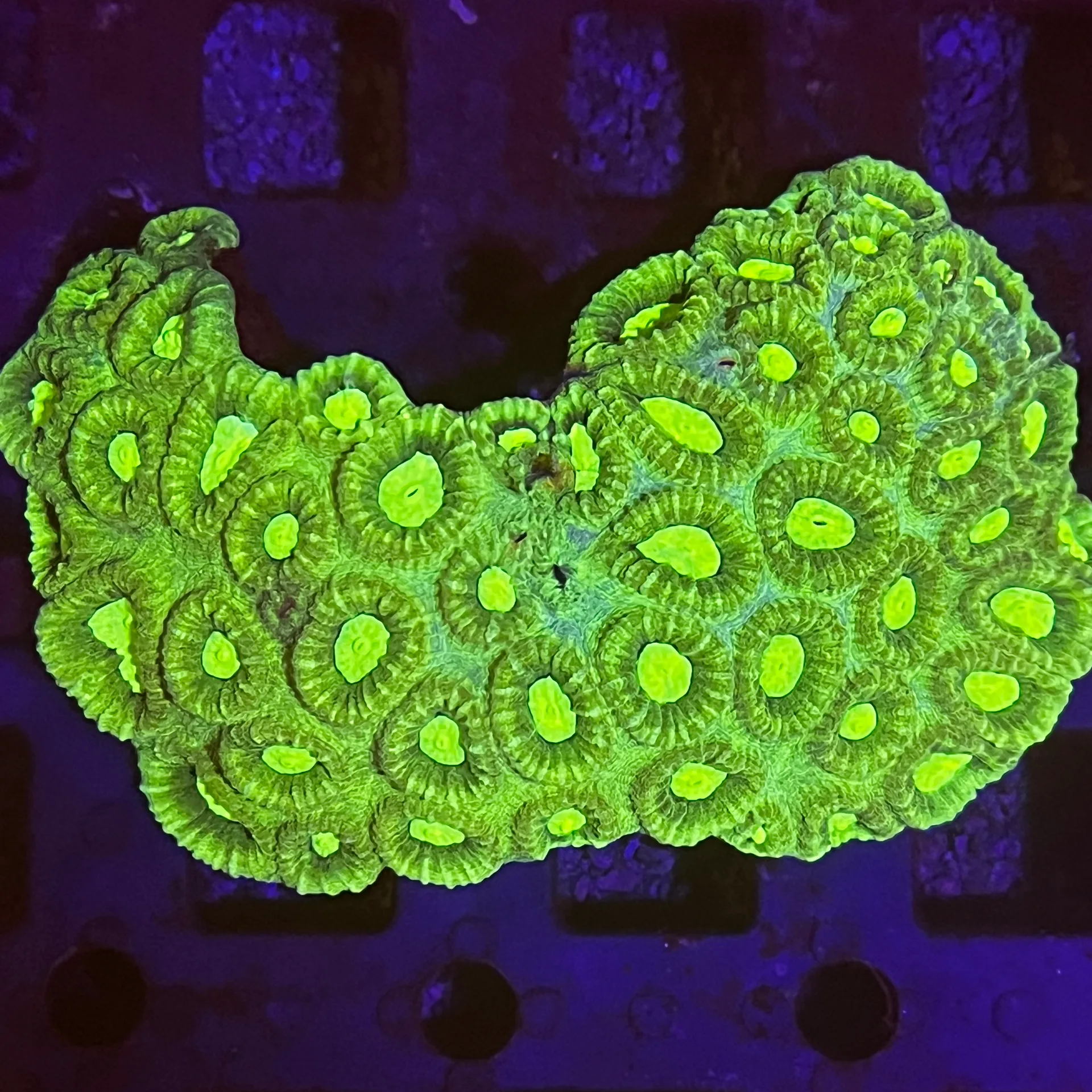 favia sp.