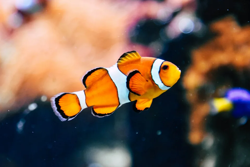 Peixe-palhaço aclimatado na loja